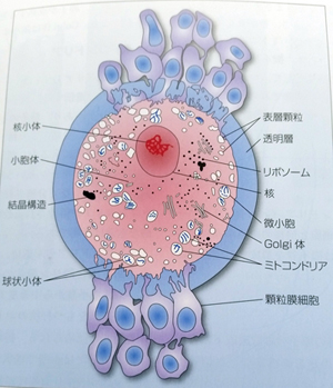 質の良い卵子を作るためには ミトコンドリアが関係してます。｜不妊・皮膚病を漢方の力で解決！クスリのミネサキ（鹿児島県）